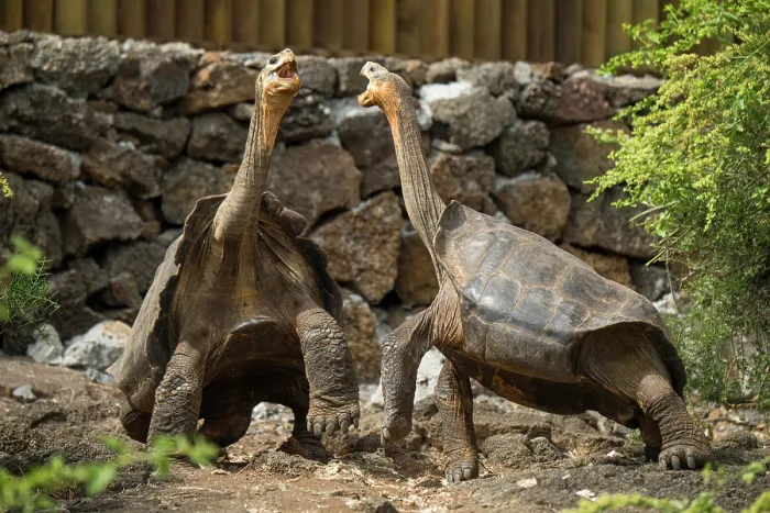 Framed Print : Two Floreana giant tortoises hybrid descendant (Chelonoidis elephantopus) in confrontation, National Park Breeding Center, Santa Cruz Island, Galapagos Islands. Captive Framed Print : Two Floreana giant tortoises hybrid descendant (Chelonoidis elephantopus) in confrontation, National Park Breeding Center, Santa Cruz Island, Galapagos Islands. Captive