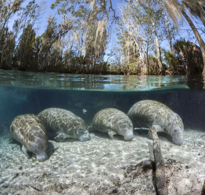 Framed Print : Florida manatee (Trichechus manatus latirostris), four resting on sandy river bed Framed Print : Florida manatee (Trichechus manatus latirostris), four resting on sandy river bed