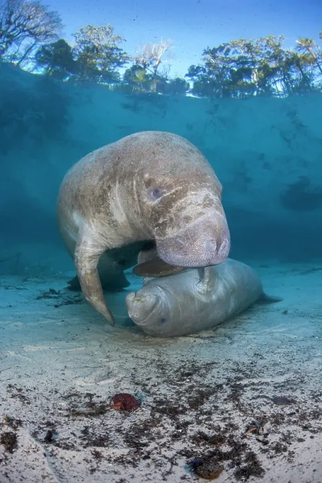 Framed Print : Florida manatee (Trichechus manatus latirostris) calf attempting to get milk from the mother, Three Sisters Spring, Crystal River, Florida, USA. Endangered Framed Print : Florida manatee (Trichechus manatus latirostris) calf attempting to get milk from the mother, Three Sisters Spring, Crystal River, Florida, USA. Endangered