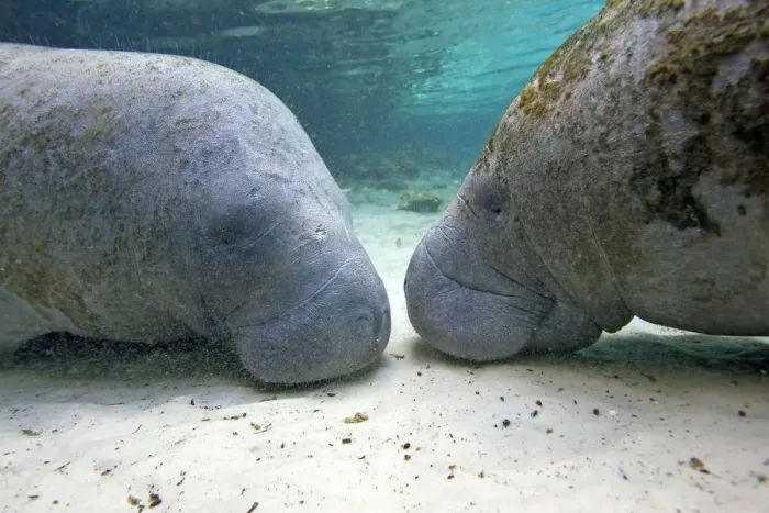 Framed Print : Florida manatee (Trichechus manatus latirostrus), Three Sisters Springs, Crystal River Framed Print : Florida manatee (Trichechus manatus latirostrus), Three Sisters Springs, Crystal River