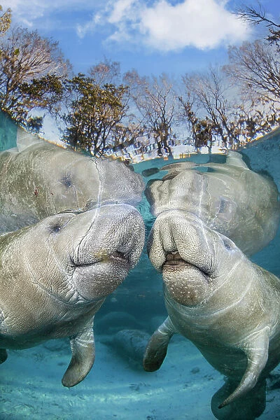 Two Florida manatees (Trichechus manatus latirostris) close to the surface in shallow water, Three Sisters Spring, Crystal River, Florida, USA. Endangered