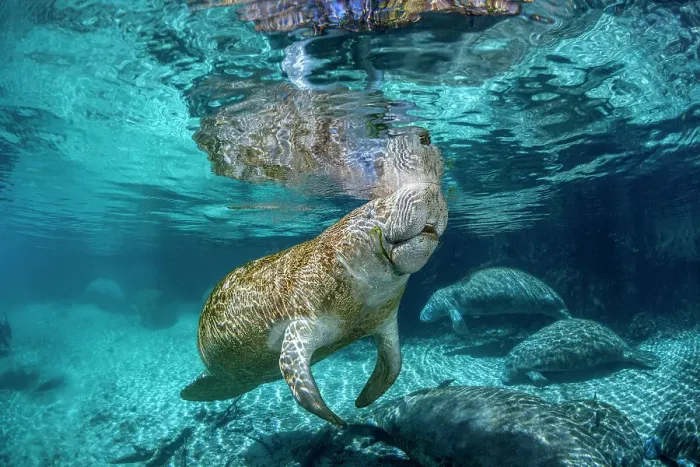 Framed Print : Florida manatees (Trichechus manatus latirostris) gathering at Three Sisters Spring, Crystal River, Florida, USA. Endangered Framed Print : Florida manatees (Trichechus manatus latirostris) gathering at Three Sisters Spring, Crystal River, Florida, USA. Endangered