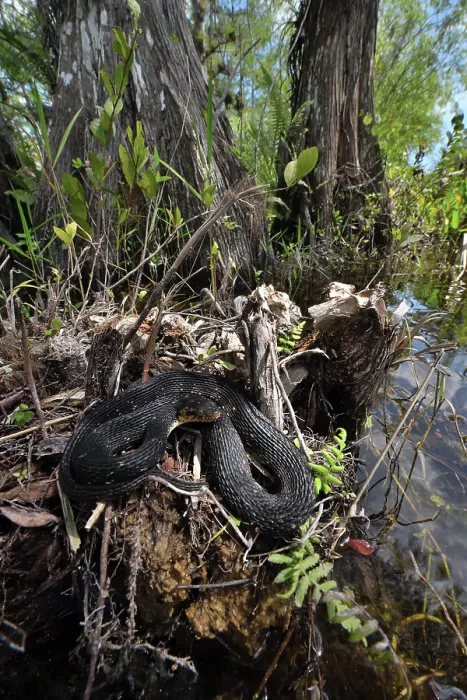 Framed Print : Florida water snake (Nerodia fasciata pictiventris) resting at water's edge, Big Cypress National Preserve, Florida, USA. March Framed Print : Florida water snake (Nerodia fasciata pictiventris) resting at water's edge, Big Cypress National Preserve, Florida, USA. March