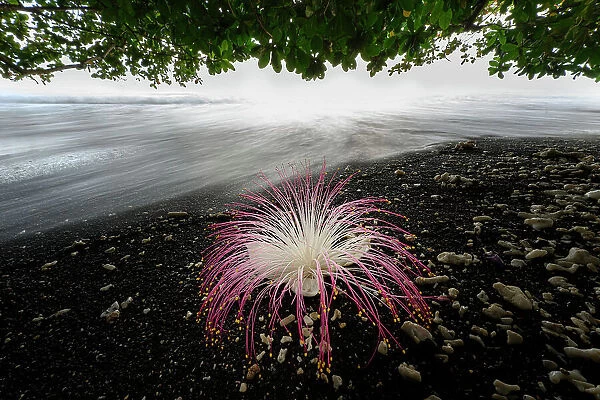 Flower (Barringtonia sp. ) fallen on black lava sand beach, Tangkoko National Park, northern Sulawesi, Indonesia
