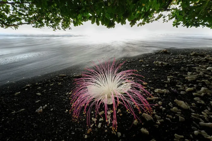 Framed Print : Flower (Barringtonia sp. ) fallen on black lava sand beach, Tangkoko National Park, northern Sulawesi, Indonesia Framed Print : Flower (Barringtonia sp. ) fallen on black lava sand beach, Tangkoko National Park, northern Sulawesi, Indonesia