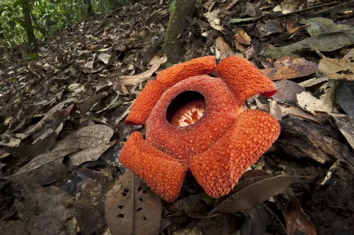Framed Print : Flower of locally endemic Rafflesia (Rafflesia tengku-adlinii) flower diameter 22cm Framed Print : Flower of locally endemic Rafflesia (Rafflesia tengku-adlinii) flower diameter 22cm