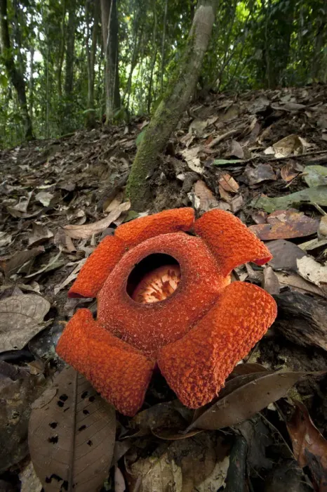Framed Print : Flower of locally endemic Rafflesia (Rafflesia tengku-adlinii) flower diameter 22cm
