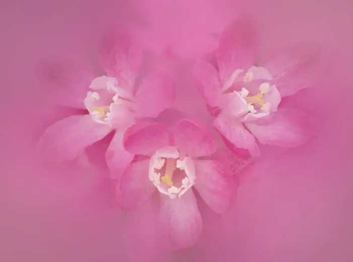 Framed Print : Flowering currant (Ribes sanguineum), close up of pink flowers. Banbridge, County Down Framed Print : Flowering currant (Ribes sanguineum), close up of pink flowers. Banbridge, County Down