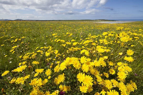 Flowering machair, South Uist, Outer Hebrides, Scotland, UK