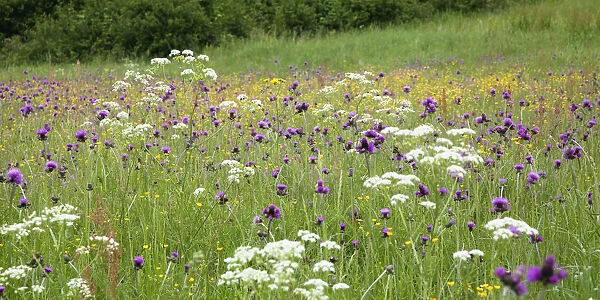 Flowering meadow with Thistles (Cirsium rivulare) Poloniny National Park, Western Carpathians