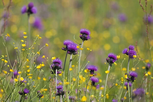 Flowering meadow with Thistles (Cirsium rivulare) and Buttercups (Ranunculus acris)