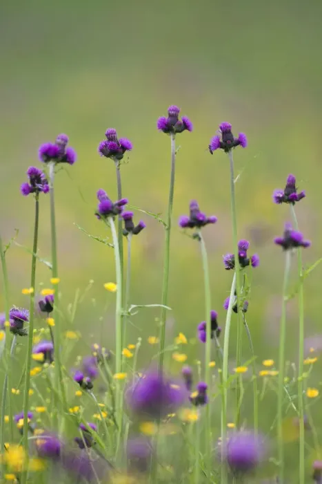 Framed Print : Flowering meadow with Thistles (Cirsium rivulare) and Buttercups (Ranunculus acris) Framed Print : Flowering meadow with Thistles (Cirsium rivulare) and Buttercups (Ranunculus acris)