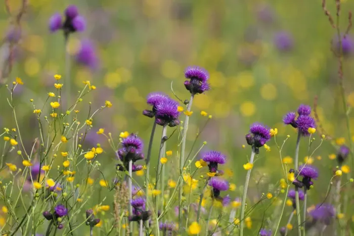 Framed Print : Flowering meadow with Thistles (Cirsium rivulare) and Buttercups (Ranunculus acris) Framed Print : Flowering meadow with Thistles (Cirsium rivulare) and Buttercups (Ranunculus acris)