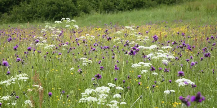 Framed Print : Flowering meadow with Thistles (Cirsium rivulare) Poloniny National Park, Western Carpathians Framed Print : Flowering meadow with Thistles (Cirsium rivulare) Poloniny National Park, Western Carpathians