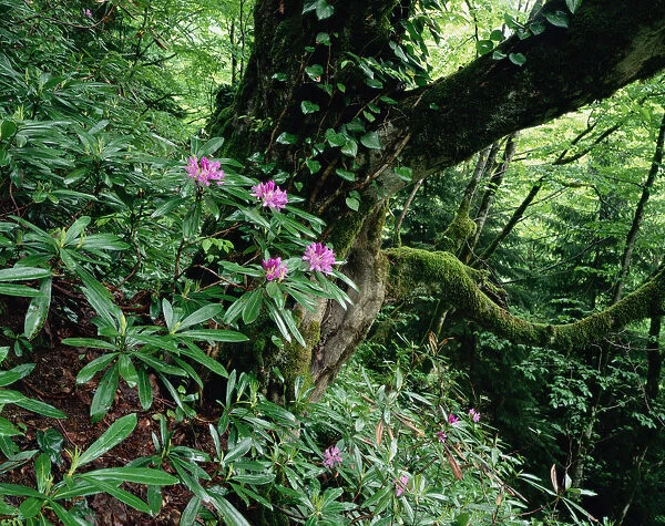 Flowering Rhododendron in old growth forest, Borjomi Kharagauli National Park, Georgia