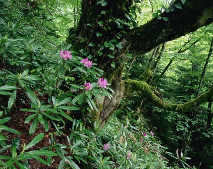 Framed Print : Flowering Rhododendron in old growth forest, Borjomi Kharagauli National Park, Georgia Framed Print : Flowering Rhododendron in old growth forest, Borjomi Kharagauli National Park, Georgia