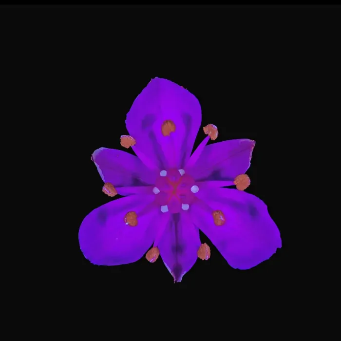 Framed Print : Flowering rush (Butomus umbellatus), drops of nectar fluorescing in UV light. Surrey, England, UK