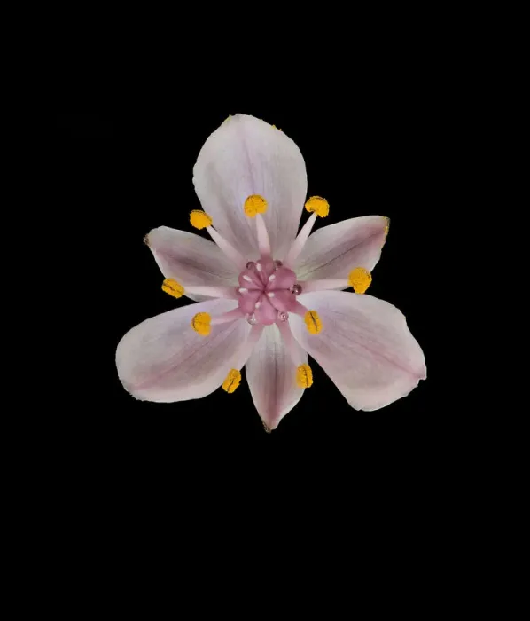 Framed Print : Flowering rush (Butomus umbellatus) with stamens and stigma, nectar globules at base of carpels Framed Print : Flowering rush (Butomus umbellatus) with stamens and stigma, nectar globules at base of carpels