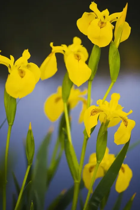 Framed Print : Flowering Yellow iris (Iris pseudacorus) Camargue, France, May 2009 Framed Print : Flowering Yellow iris (Iris pseudacorus) Camargue, France, May 2009