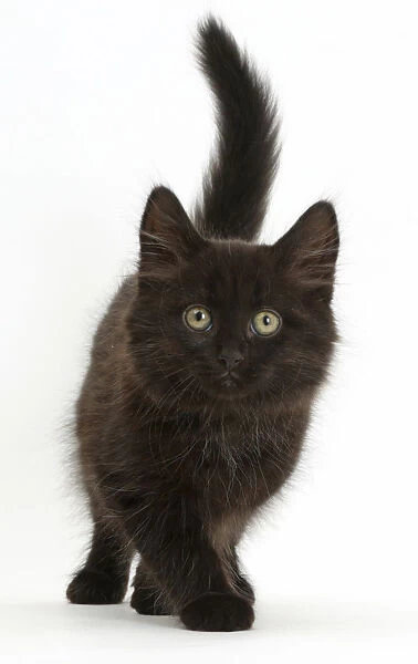 Fluffy black kitten, 10 weeks, walking Our beautiful pictures are