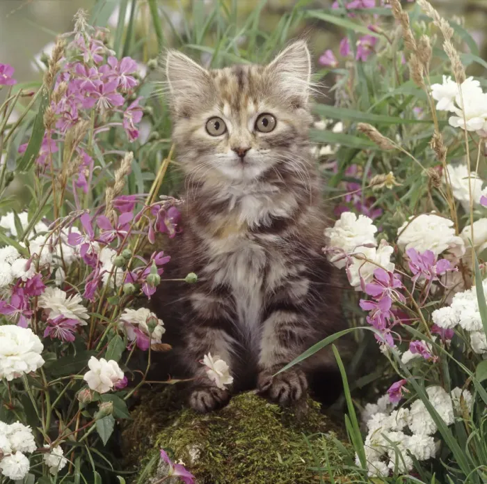 Framed Print : Fluffy tabby kitten among pink and white flowers Framed Print : Fluffy tabby kitten among pink and white flowers