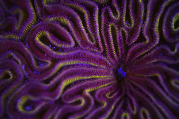 Framed Print : Fluorescent coral photographed with ultraviolet / UV light, Bonaire, Leeward Antilles Framed Print : Fluorescent coral photographed with ultraviolet / UV light, Bonaire, Leeward Antilles