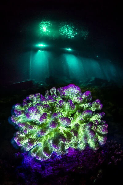 Fluorescent coral (Pocillopora sp. ) at night on a coral reef in blue light, with the lights from a resort jetty behind, Laamu Atoll, Maldives, Indian Ocean