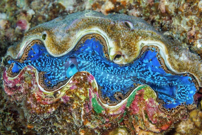 Framed Print : Fluted giant clam (Tridacna squamosa) on algae encrusted rock, Yap, Federated States of Micronesia, Pacific Ocean