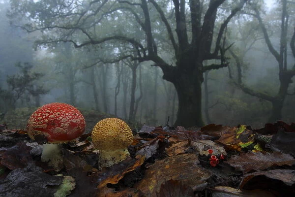 Fly agaric (Amanita muscaria) in foggy forest, Los Alcornocales Natural Park, southern Spain