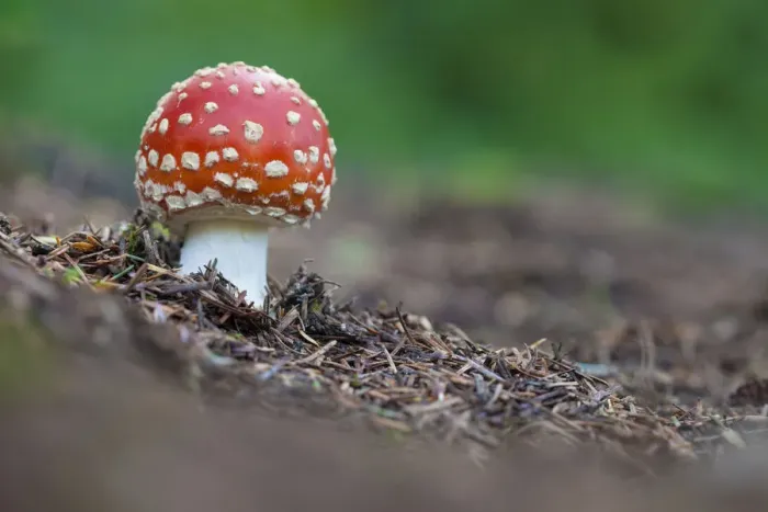 Framed Print : Fly Agaric (Amanita muscaria), Peak District National Park, Derbyshire, UK. October Framed Print : Fly Agaric (Amanita muscaria), Peak District National Park, Derbyshire, UK. October
