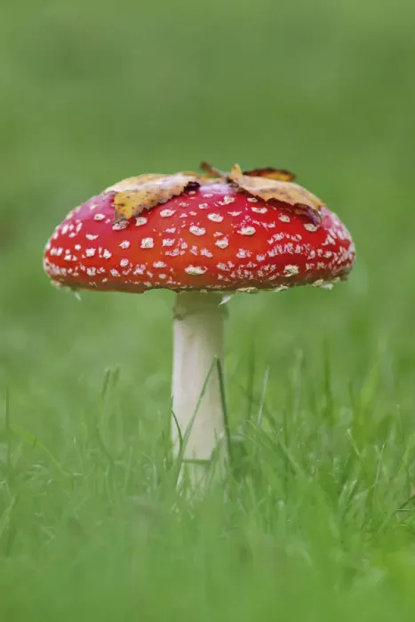 Framed Print : Fly agaric (Amanita muscaria) Peatlands Park, County Armagh, Ireland, October Framed Print : Fly agaric (Amanita muscaria) Peatlands Park, County Armagh, Ireland, October