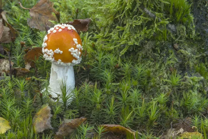 Framed Print : Fly agaric (Amanita muscaria) Peatlands Park, County Armagh, Northern Ireland, October Framed Print : Fly agaric (Amanita muscaria) Peatlands Park, County Armagh, Northern Ireland, October