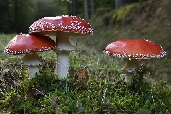 Fly agaric (Amanita muscaria) Vosges forest, France, September