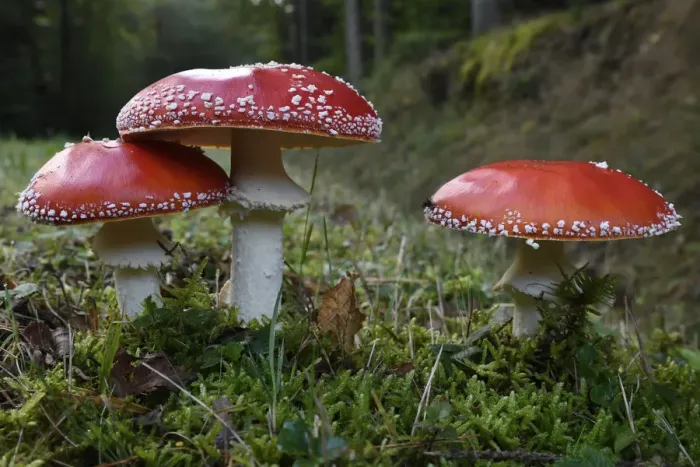 Framed Print : Fly agaric (Amanita muscaria) Vosges forest, France, September Framed Print : Fly agaric (Amanita muscaria) Vosges forest, France, September