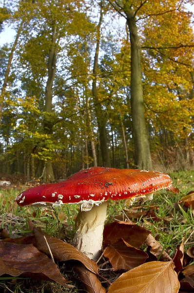 Fly agaric fungus (Amanita muscaria) in woodland setting, The National Forest, Central England