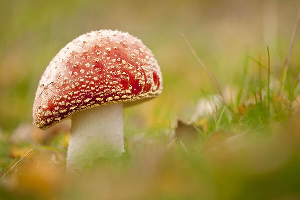 Fly Agaric fungus {Amanita muscaria} in autumn, Beacon Hill Country Park, The National Forest