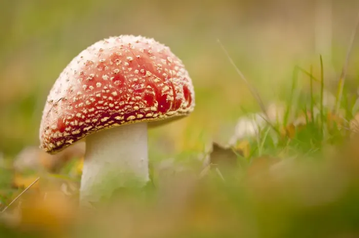 Framed Print : Fly Agaric fungus {Amanita muscaria} in autumn, Beacon Hill Country Park, The National Forest Framed Print : Fly Agaric fungus {Amanita muscaria} in autumn, Beacon Hill Country Park, The National Forest
