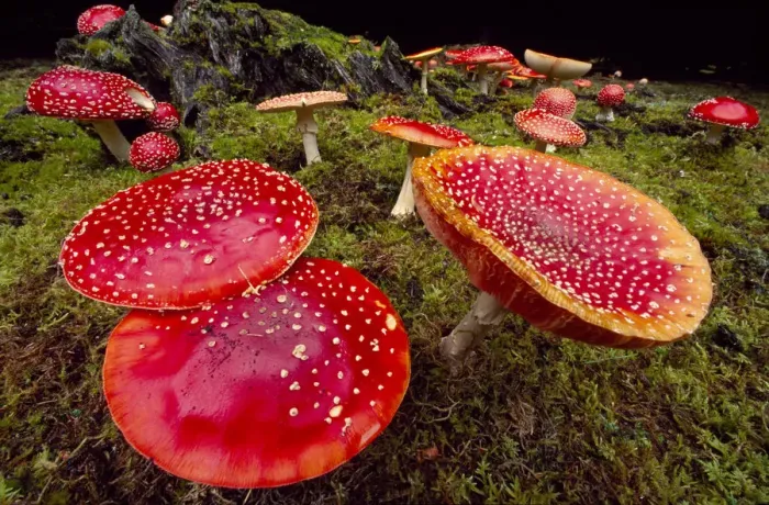 Framed Print : Fly Agaric Fungus (Amanita muscaria) within forestry plantation, Strathspey, Scotland Framed Print : Fly Agaric Fungus (Amanita muscaria) within forestry plantation, Strathspey, Scotland