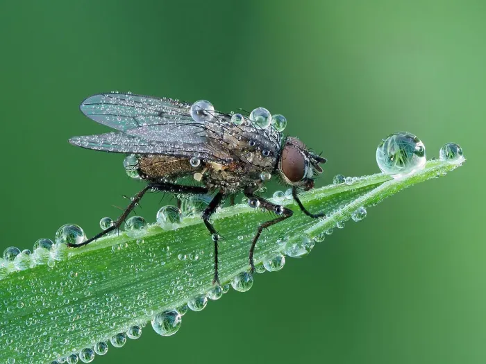 Framed Print : Fly (Coenosia sp) resting on leaf, at dawn covered in heavy dew. Hertfordshire, England, UK. June. Focus Stacked Framed Print : Fly (Coenosia sp) resting on leaf, at dawn covered in heavy dew. Hertfordshire, England, UK. June. Focus Stacked