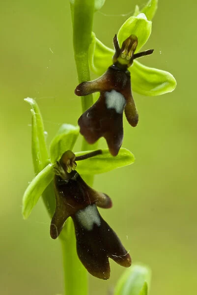 Fly orchid (Ophrys insectifera) growing in Chappetts Copse, Hampshire, England, UK
