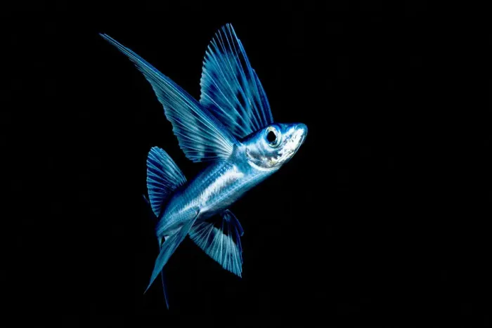 Framed Print : Flying fish (Exocoetidae) in Sargasso Sea, Atlantic Ocean Framed Print : Flying fish (Exocoetidae) in Sargasso Sea, Atlantic Ocean