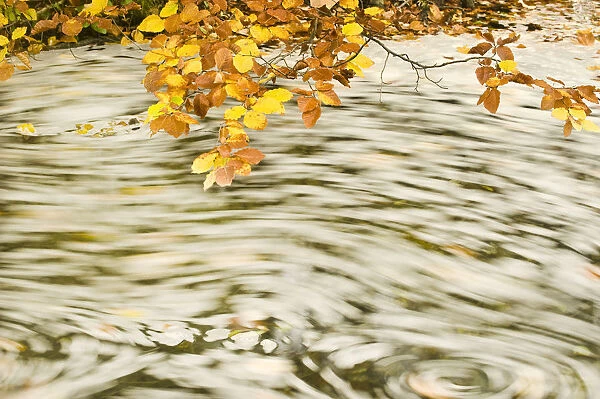 Foam and dead leaves in motion on the water surface of a pool with Beech (Fagus sp)