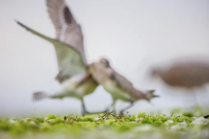 Framed Print : Out of focus image of two Bar-tailed godwits (Limosa lapponica) fighting and jabbing each other over feeding spot, wings flapping, Gulf of Gdansk, Baltic Coast, Poland. September Framed Print : Out of focus image of two Bar-tailed godwits (Limosa lapponica) fighting and jabbing each other over feeding spot, wings flapping, Gulf of Gdansk, Baltic Coast, Poland. September