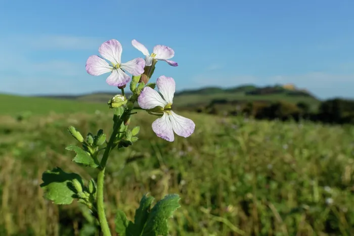 Framed Print : Fodder radish (Raphanus sativus oleiformis) flowering in a game cover crop, Dorset, England, UK. October Framed Print : Fodder radish (Raphanus sativus oleiformis) flowering in a game cover crop, Dorset, England, UK. October