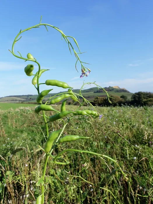 Framed Print : Fodder radish (Raphanus sativus oleiformis) with flowers and seed pods in a game cover crop, Dorset, England, UK. October Framed Print : Fodder radish (Raphanus sativus oleiformis) with flowers and seed pods in a game cover crop, Dorset, England, UK. October
