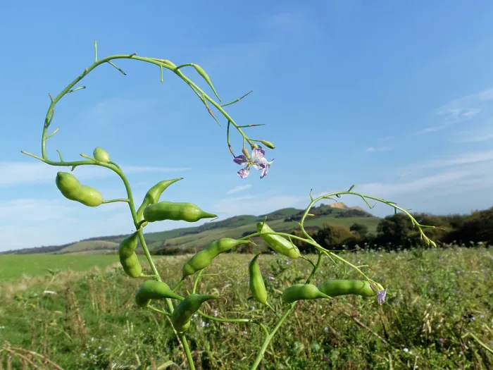 Framed Print : Fodder radish (Raphanus sativus oleiformis) with flowers and seed pods in a game cover crop, Dorset, England, UK. October Framed Print : Fodder radish (Raphanus sativus oleiformis) with flowers and seed pods in a game cover crop, Dorset, England, UK. October