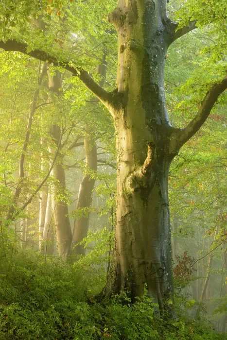 Framed Print : Fog drifting through autumnal woodland at dawn, Crendle Hill Woods, near Milborne Port, Somerset, England, UK. October, 2022 Framed Print : Fog drifting through autumnal woodland at dawn, Crendle Hill Woods, near Milborne Port, Somerset, England, UK. October, 2022