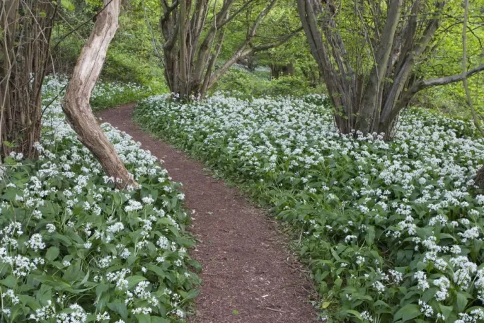 Framed Print : Footpath through Wild Garlic / Ramsons (Allium ursinum) carpeting deciduous woodland Framed Print : Footpath through Wild Garlic / Ramsons (Allium ursinum) carpeting deciduous woodland