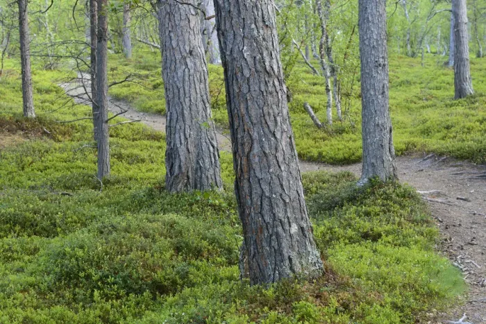 Framed Print : Footpath winding between Scots pine (Pinus sylvestris) trunks, old growth pine forest Framed Print : Footpath winding between Scots pine (Pinus sylvestris) trunks, old growth pine forest