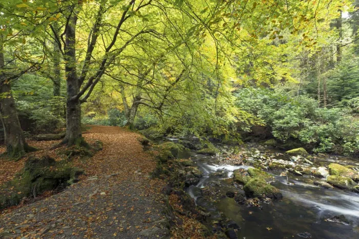 Framed Print : Footpath in woodland beside the Shimna River, Tollymore Forest Park, County Down